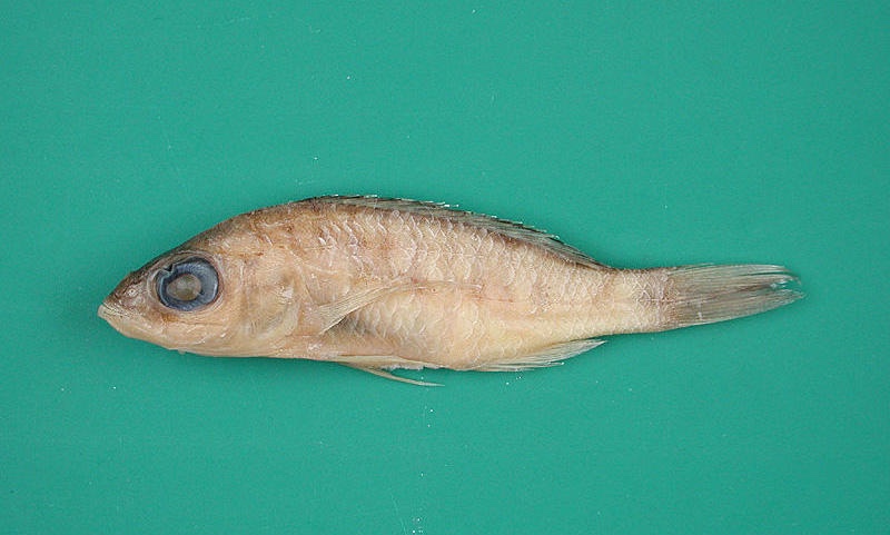 Placidochromis longus